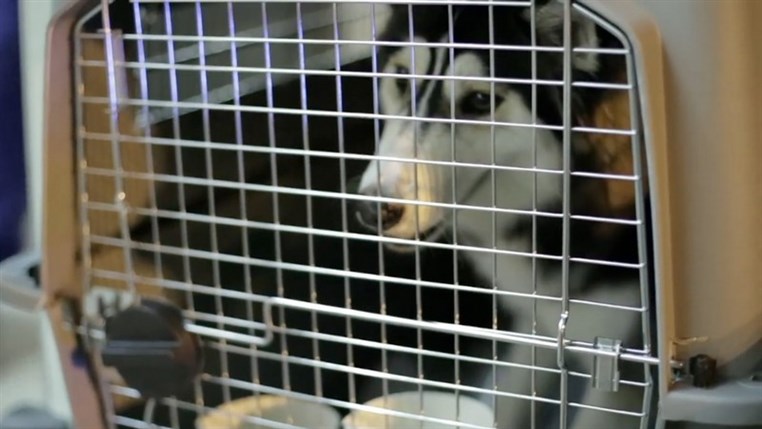  BETA Launches New Program To Send Lebanese Dogs Abroad,Facing Low Local Adoption Rates